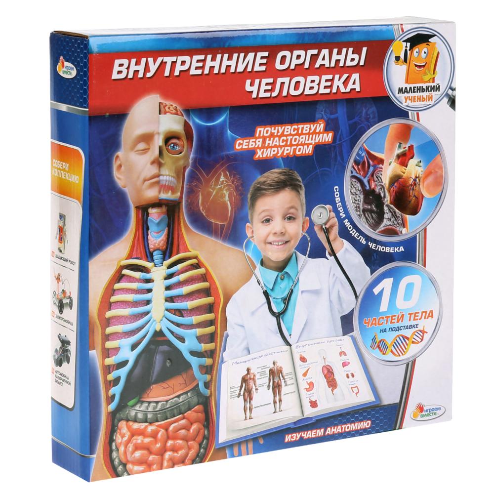 Набор – Внутренние органы человека  